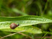 Kleine braune Schnecke auf Grashalm